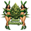 BudBunnys